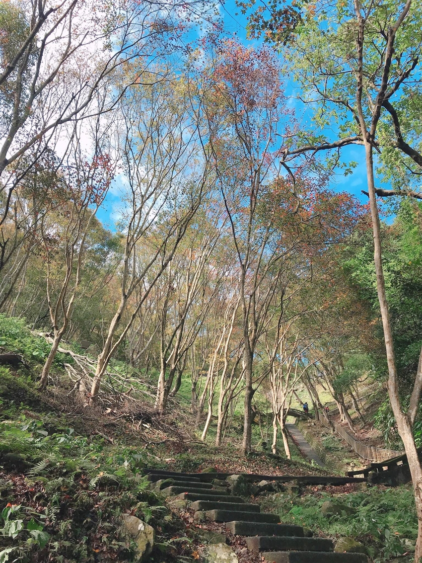 桃園旅遊｜石門水庫賞楓.臺灣客家茶文化館.味衛佳柿餅觀光農場一日- - 旅天下